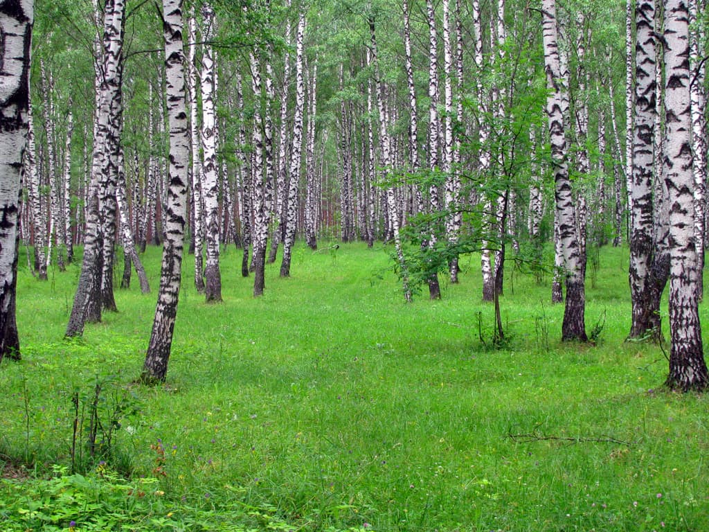 Birch grove